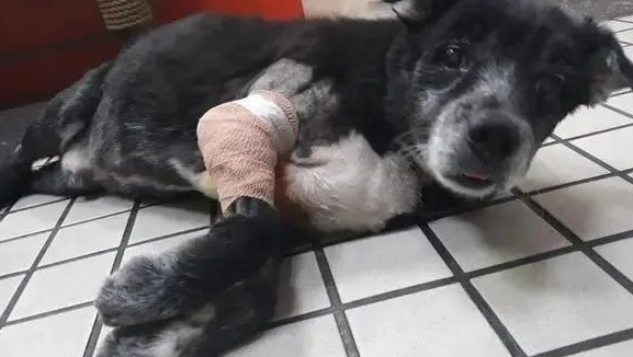 14岁家犬肿瘤复发裂开,主人剃毛拼字集气祈祷毛孩渡过难关!