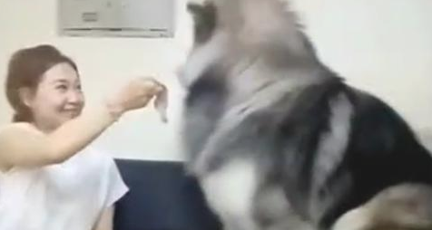 女主人味儿太臭，就是要狗狗闻一闻，結果一瞬间难堪了！