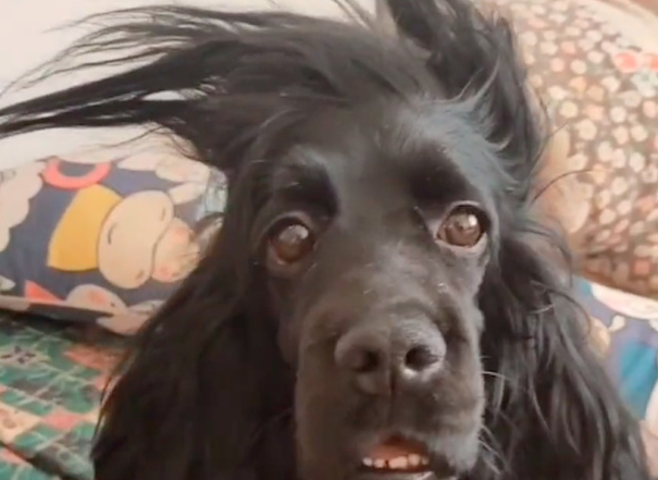 狗和主人一起居家隔离,几天后变得蓬头垢面