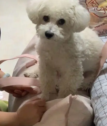 女孩收拾包裹要离家,狗狗的反应让人动容:它其实什么都懂