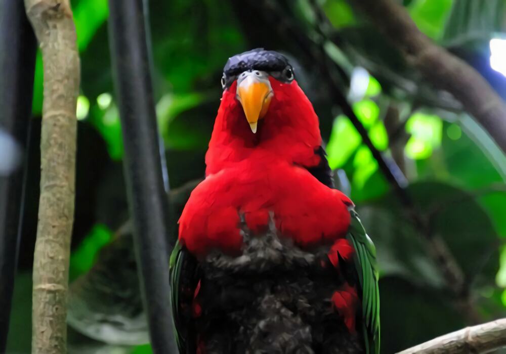 黑顶吸蜜鹦鹉身份信息