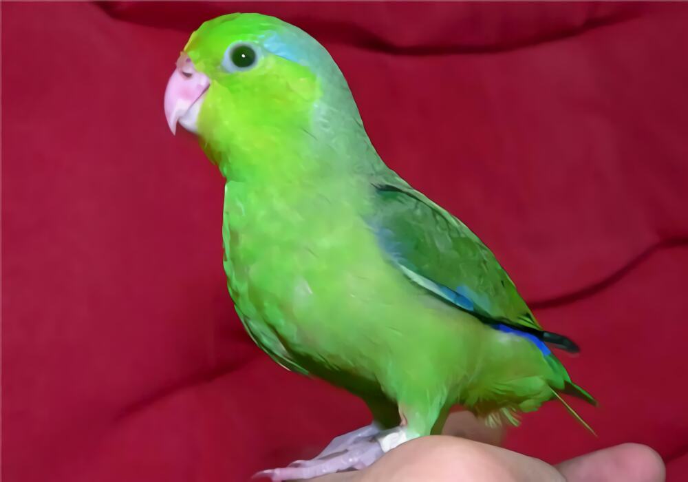 太平洋鹦鹉身份信息