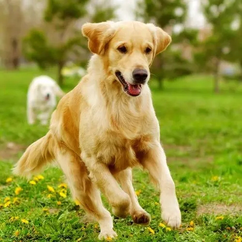 家人趁我外出打工,将我养了一年多的金毛犬,卖给了狗贩子?