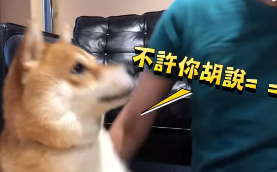 超自恋的柴犬 说不可爱就肉拳攻击