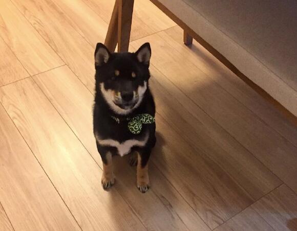 网友买了本如何饲养柴犬的书,第二天就被它给撕了,狗:问我啊!