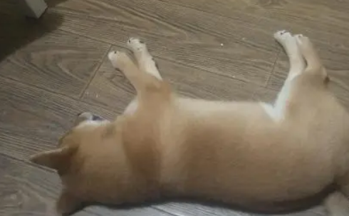 网友以柴犬的价格购买了张床,他只睡了几天就变成这样了