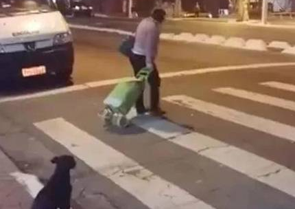 这狗狗超级守法,路人闯红灯了,唯独它还在等绿灯!太敬佩了