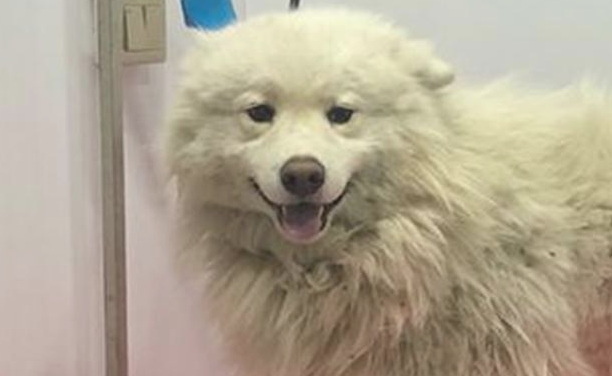 流浪犬走在路上往返徘徊,男孩儿送去宠物用品店后,营业员:捡到宝了