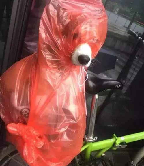 主人把狗狗放公司楼下避雨,同事过去一看简直笑喷