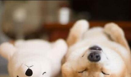 长毛犬要如何过夏季?不必剃光!只需做好这3点,凉爽一夏天!