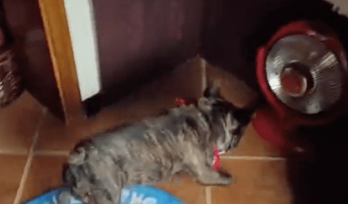 天气冷了后,狗狗自己会主动打开小太阳取暖,还知道开最高的五档