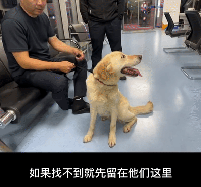 捡了个狗子,意外帮它找了份公务员工作,网友酸了:可以捡我吗?