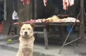 流浪狗每日都到肉摊前坐着,都认为来讨吃的,老板就说:来知恩图报!