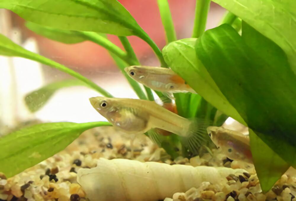 食蚊鱼身份信息