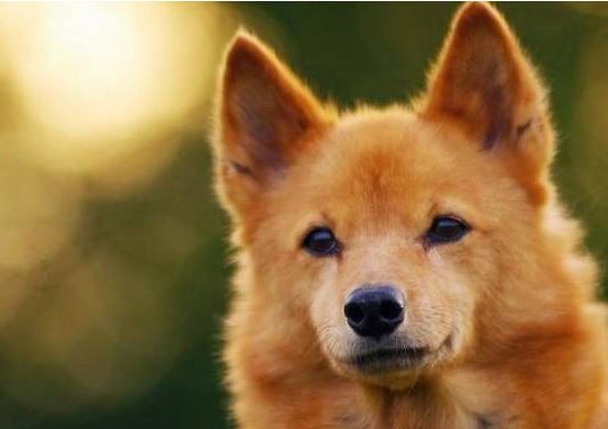 该犬被误以为是“狐狸”!深山里的猎狐高手!犬中“吠叫之王”!
