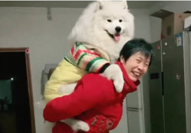 女人治不了狗狗拆家,让母亲照料一个月后,結果令人万万想不到