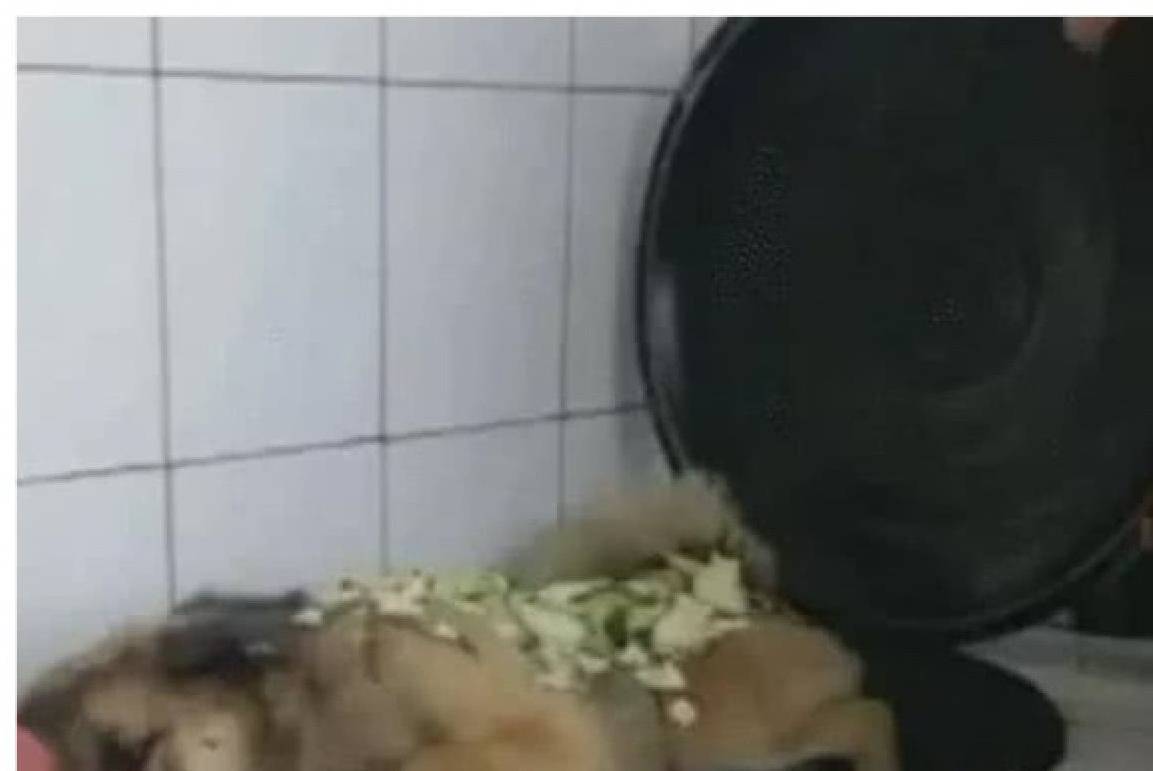 做饭到一半,狗狗竟主动跳进锅里,主人气的想炖狗肉:是要加餐?