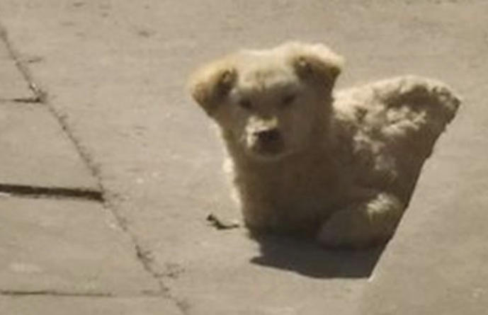 大街上巧遇只流浪犬,总感觉它有哪些心思,送去查验后女生心都凉了