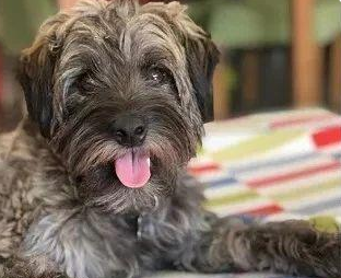女子救了只巨丑的流浪犬,没想到两年后居然变那么好看