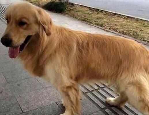 主人参加高考，把狗子交给乡下奶奶养