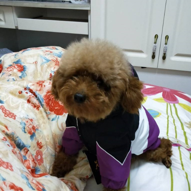 可爱的泰迪犬深受主人的眷顾,当说起它的经历时,人们都心酸了