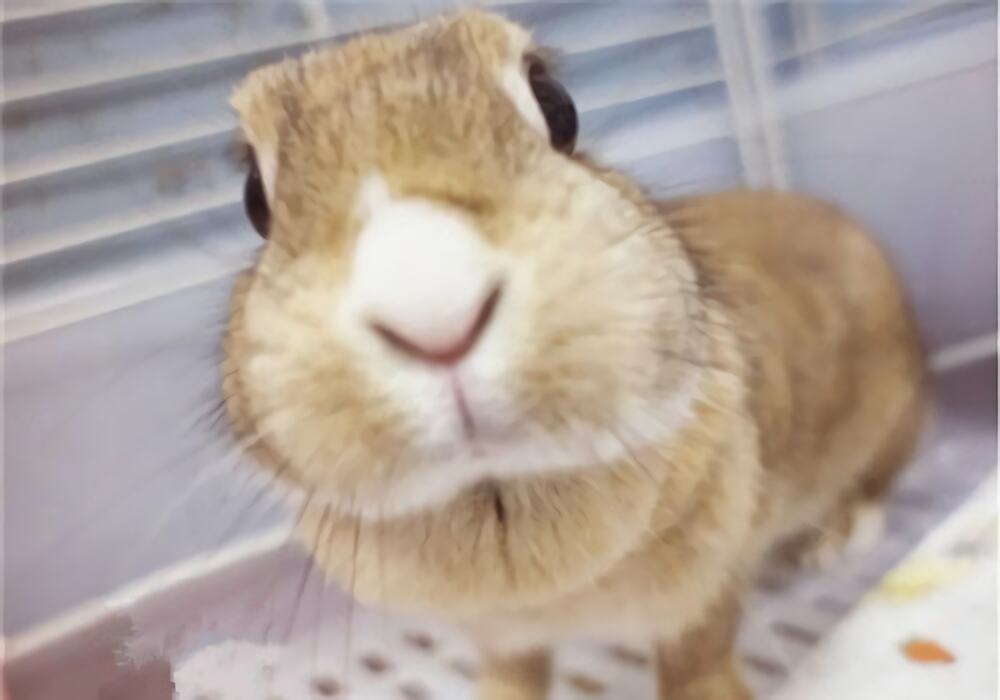 忌廉兔身份信息