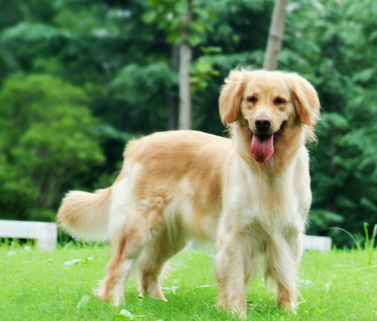 一家宠物店一夜之间被盗70多只宠物犬 损失将近三十多万元