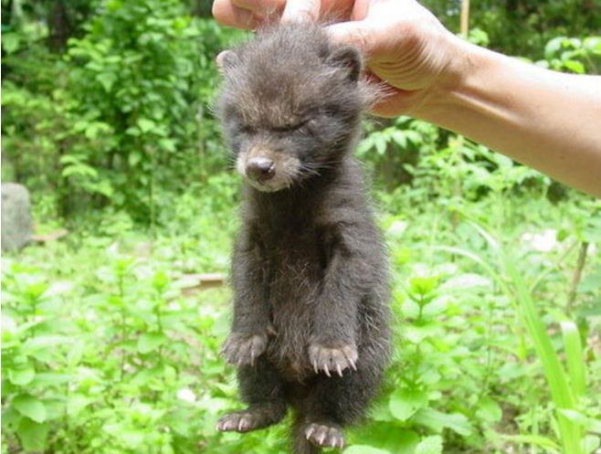 网友捡到5只小猫,兽医却说不是猫而是狗,但等它们长大后……