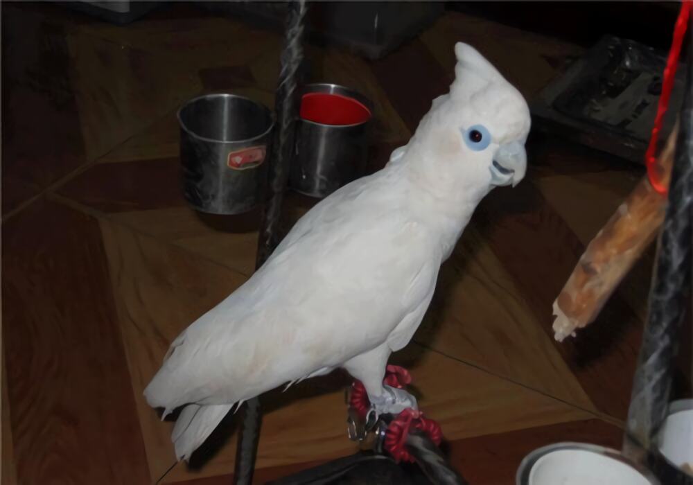 杜可波氏凤头鹦鹉身份信息