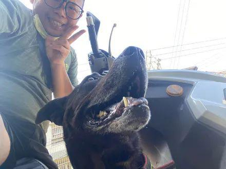 网友在路边回信息,结果被狗子强迫搭霸王车:不认识你呀!