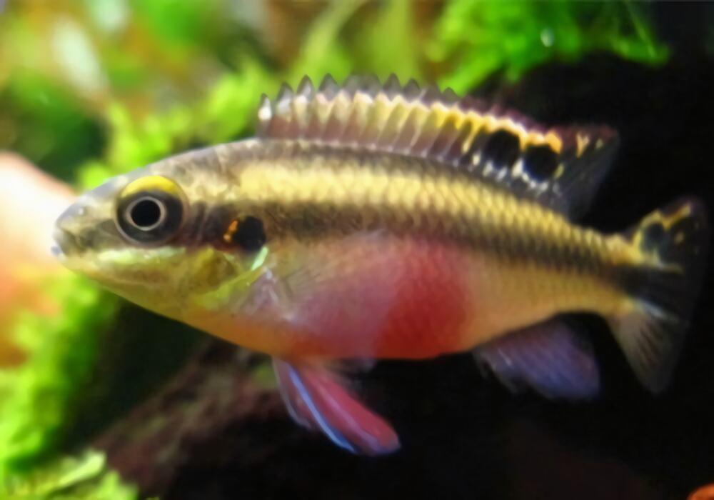 红肚凤凰鱼身份信息