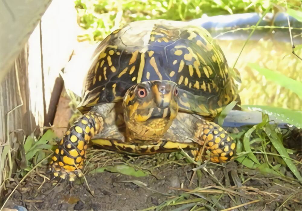 西部箱龟身份信息