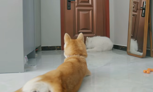 小狗失明后,我为它养了只导盲犬