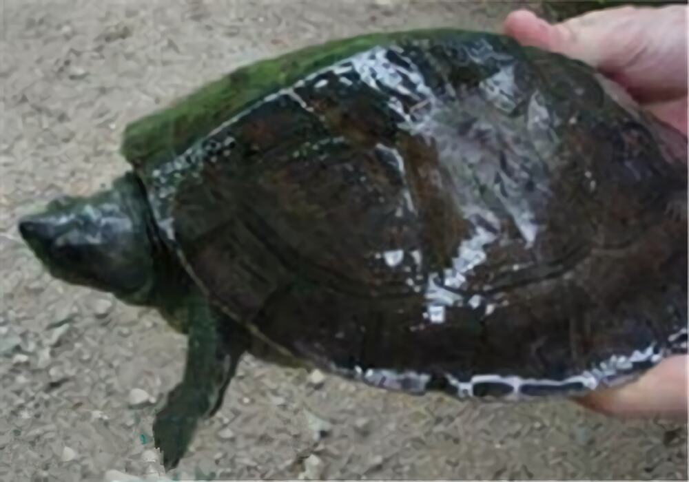 巴达库尔龟身份信息