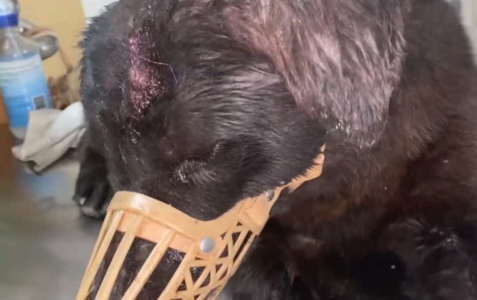 被人打破头，当成垃圾扔进垃圾桶的狗狗，眼中已没了信任