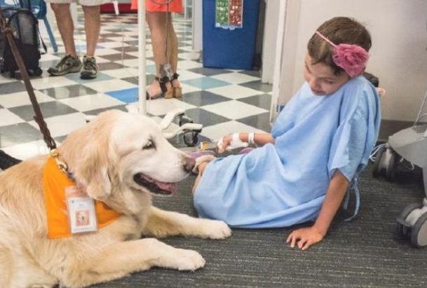 柴柴为当医治犬报考,結果…再说大半年吧!