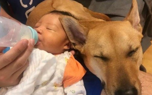 超温馨!怀孕养宠没问题 狗姐姐暖心爱宝宝