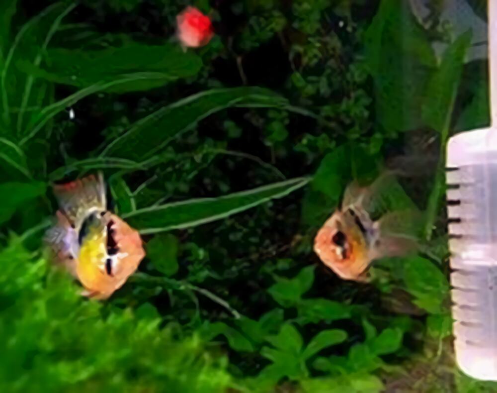 七彩凤凰鱼身份信息