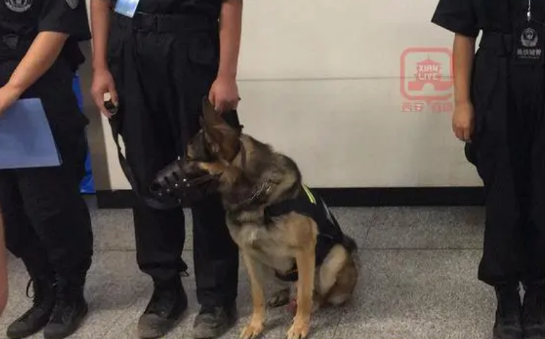 网友乘地铁发现警犬已戴上嘴套