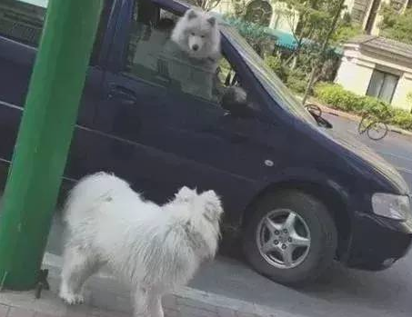 同狗不一样命,失踪萨摩耶每天街边彷徨等候主人,狗狗:主人你在哪里