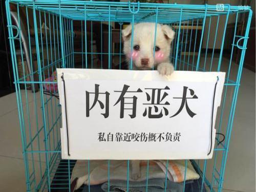 院内贴有“内有猛犬”字样,靠近看清后:这不是欺负老实人嘛