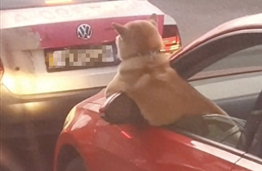 前方堵车了,狗狗探出身子,这是把司机给急成狗了吗