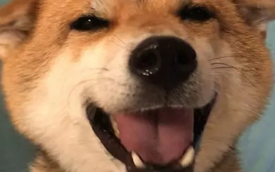 柴犬的“微笑”让人无法招架,论谄媚发嗲,人类都比不过这只柴犬