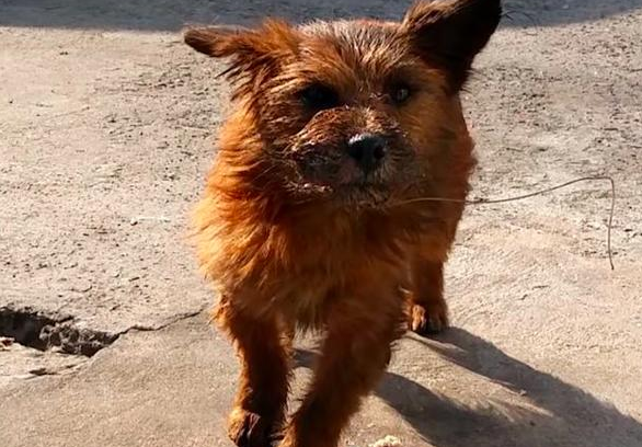 狗犬吠叫邻居扰民,主人立即将它扔出门口,隔壁邻居用鱼线绑住它的嘴泄愤