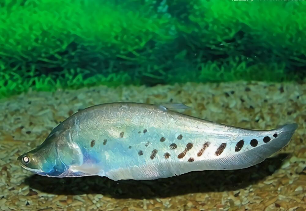 七星刀鱼身份信息