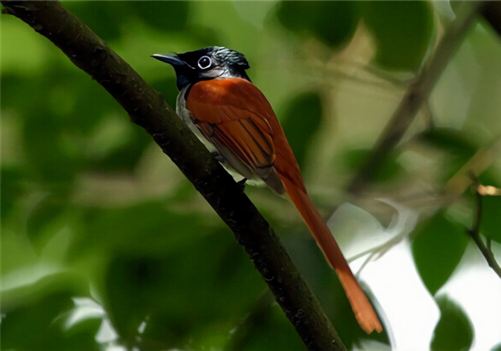 寿带鸟身份信息