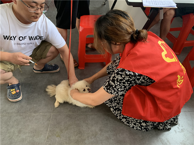 海门区三星镇:文明养犬“别掉链” “宠”爱有佳“她”行动