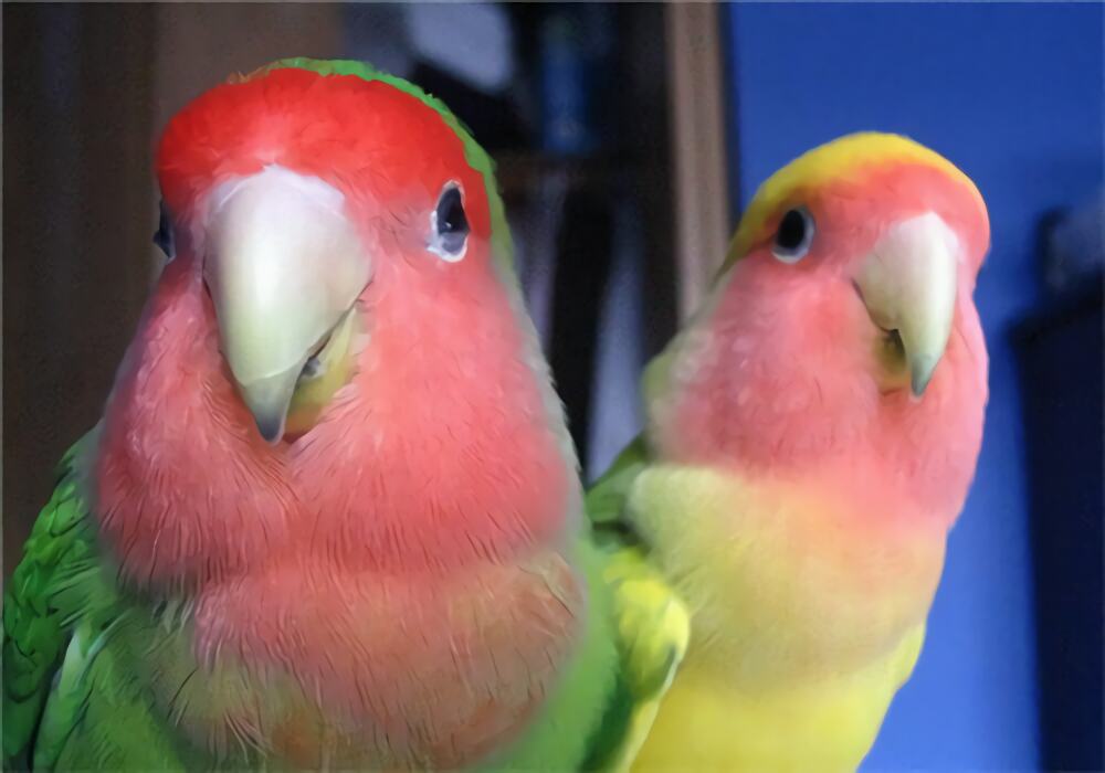 桃面爱情鹦鹉身份信息