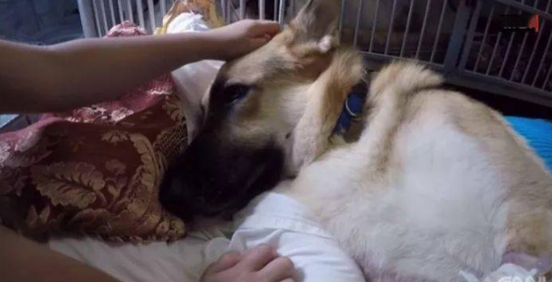 刚收养的狼犬忽然扑向家里7岁的小女儿,原本吓呆的家人最后却被感动哭……