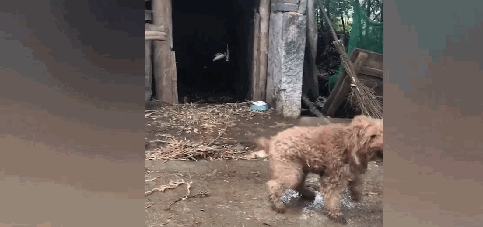 泰迪在农村被养成看家狗,憨壮老实,看到熟人还会摇尾巴……